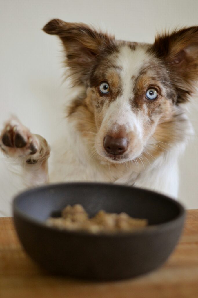 Perro Australian Shepherd esperando su comida